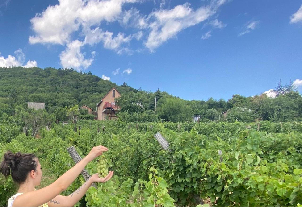 Fehér Szőlő Vendégház Sátoraljaújhely Exterior foto